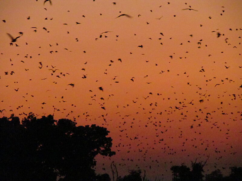 život v&nbsp;Zambii - migrace kaloňů